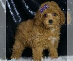 Puppy Callie AKC Poodle (Miniature)