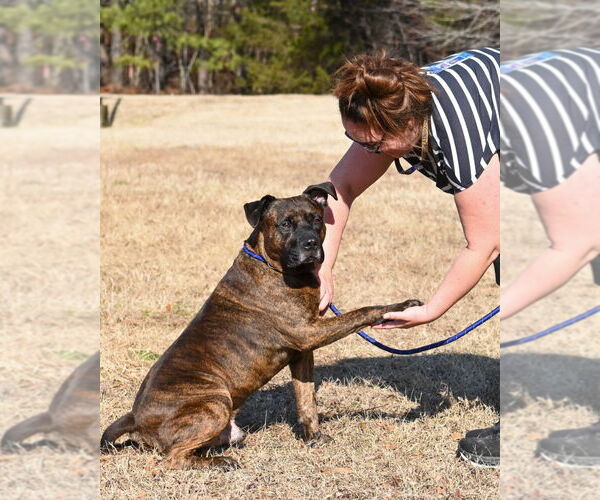 Medium Photo #6 Mutt Puppy For Sale in Glen Allen, VA, USA