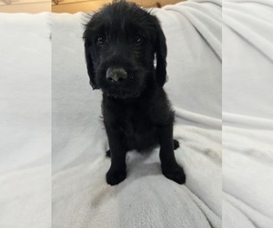 Labradoodle Puppy for sale in WILLIAMSTOWN, KY, USA