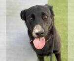 Small #1 Labrador Retriever Mix