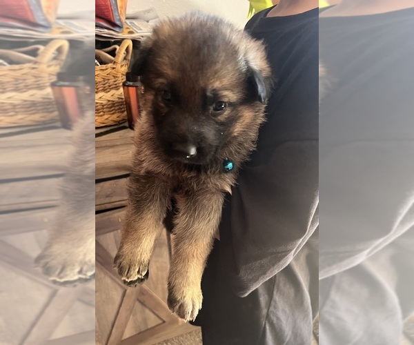 Medium Photo #4 German Shepherd Dog Puppy For Sale in FRUITLAND, WA, USA