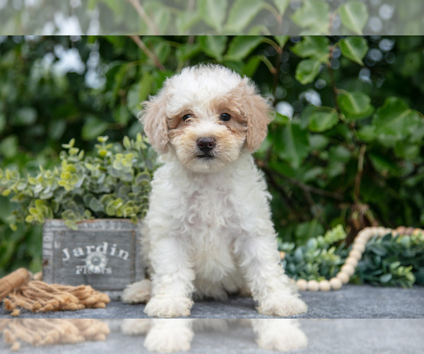 Medium Photo #2 Poodle (Miniature) Puppy For Sale in WOLCOTTVILLE, IN, USA