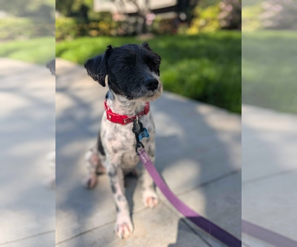 Medium Photo #2 Mutt Puppy For Sale in Menifee, CA, USA