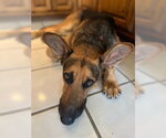 Small #7 German Shepherd Dog Mix