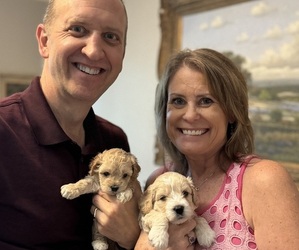 Cavapoo Puppy for Sale in BELLEVUE, Washington USA