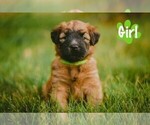 Puppy Chunk Soft Coated Wheaten Terrier