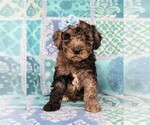 Small Photo #1 Sheepadoodle Puppy For Sale in GLEN ROCK, PA, USA