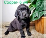 Small Photo #12 Labrador Retriever Puppy For Sale in CATO, NY, USA
