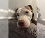 Small #3 American Pit Bull Terrier Mix