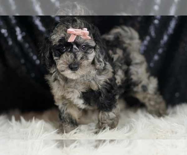Medium Photo #5 Goldendoodle (Miniature) Puppy For Sale in WARSAW, IN, USA