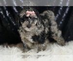 Small #4 Goldendoodle (Miniature)