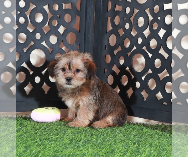 Medium Photo #3 Shorkie Tzu Puppy For Sale in MOUNT VERNON, OH, USA