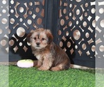Katya - Female Shorkie Tzu Puppy for Sale - Photo #3