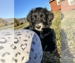 Small Photo #4 Aussiedoodle Puppy For Sale in ELIZABETHTON, TN, USA
