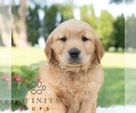 Small #3 Golden Retriever