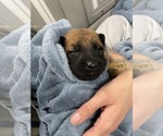 Small Photo #191 Belgian Malinois Puppy For Sale in REESEVILLE, WI, USA