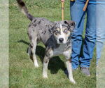 Small #1 Catahoula Leopard Dog-Labrador Retriever Mix