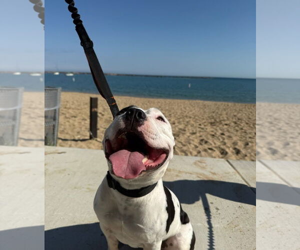 Medium Photo #8 American Pit Bull Terrier-Unknown Mix Puppy For Sale in Grafton, WI, USA