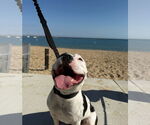 Small #7 American Pit Bull Terrier Mix