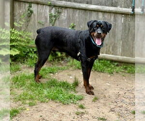 Rottweiler Dogs for adoption in Brewster, MA, USA