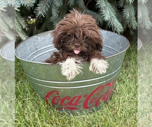 Medium Photo #4 Shih Tzu Puppy For Sale in MIDDLEBURY, IN, USA
