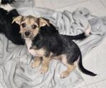 Small #6 Chihuahua Mix