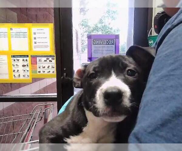 Medium Photo #1 Mutt Puppy For Sale in Tulsa, OK, USA