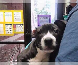 Mutt Dogs for adoption in Tulsa, OK, USA