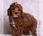 Small #4 Poodle (Toy)