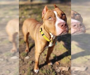 American Pit Bull Terrier-Unknown Mix Dogs for adoption in Clarkston, MI, USA