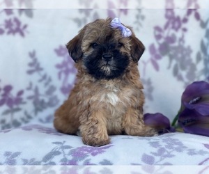 Shih-Poo Puppy for sale in LAKELAND, FL, USA