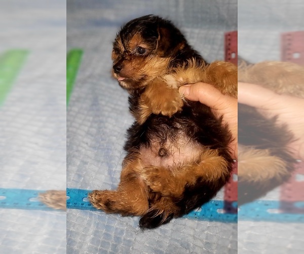 Medium Photo #19 Yorkshire Terrier Puppy For Sale in AKRON, OH, USA