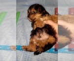 Small Photo #313 Yorkshire Terrier Puppy For Sale in AKRON, OH, USA