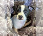 Small #1 Chihuahua Mix