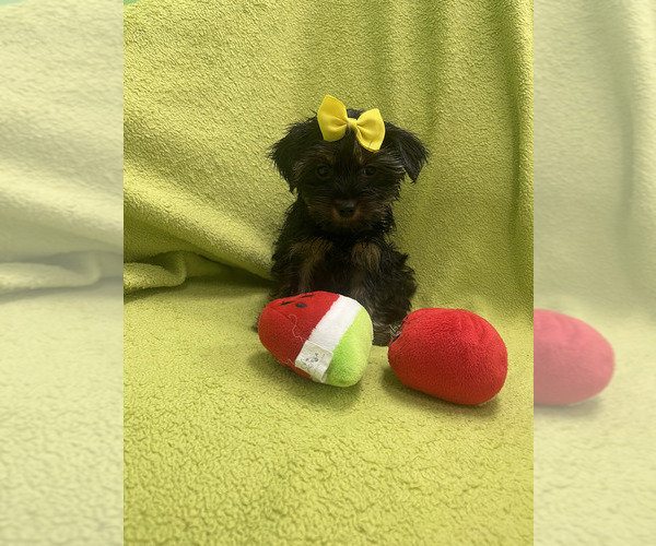Medium Photo #1 Yorkshire Terrier Puppy For Sale in RANDOLPH, MA, USA