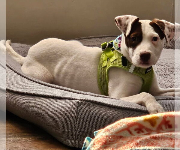 Medium Photo #4 Mutt Puppy For Sale in Clarkston, MI, USA
