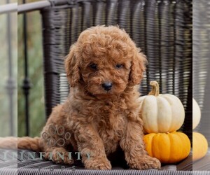 Cavapoo Puppy for sale in HONEY BROOK, PA, USA