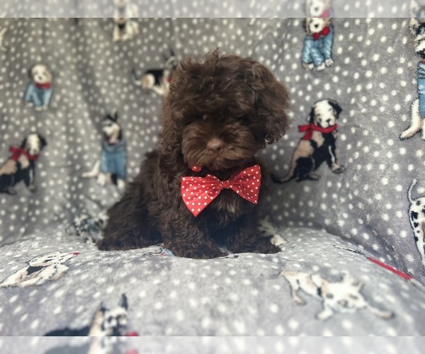 Medium Photo #9 ShihPoo Puppy For Sale in LAKELAND, FL, USA