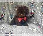 Small #8 ShihPoo