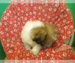 Small #3 Zuchon