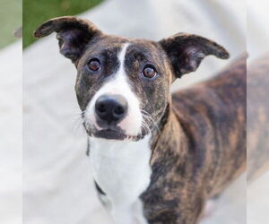 Retriever -Unknown Mix Dogs for adoption in Canton, CT, USA