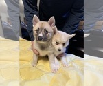 Small #61 Pomsky