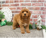 Small #3 Goldendoodle