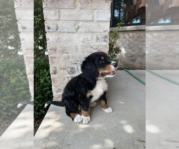 Medium Photo #11 Bernedoodle Puppy For Sale in MARTINSVILLE, IN, USA