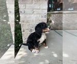 Small Photo #11 Bernedoodle Puppy For Sale in MARTINSVILLE, IN, USA