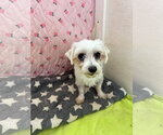 Small #2 Maltese