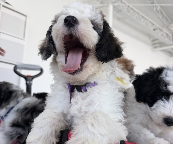 Medium Photo #3 Sheepadoodle Puppy For Sale in HUNTINGTON BEACH, CA, USA