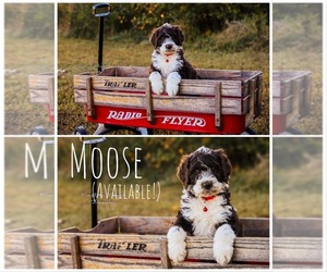 Aussiedoodle-Poodle (Standard) Mix Puppy for sale in KINGS MOUNTAIN, NC, USA