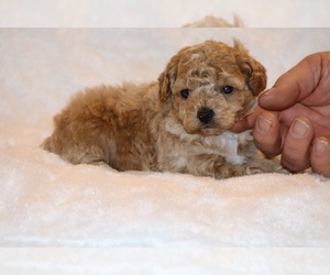 Poodle (Toy) Puppy for sale in DYERSBURG, TN, USA