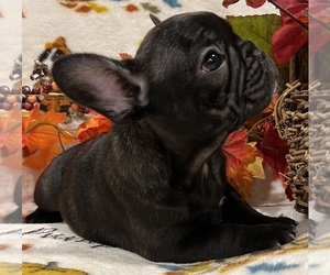 French Bulldog Puppy for sale in BOLIVAR, MO, USA